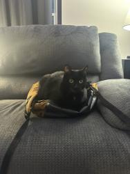 Lost Female Cat last seen 23rd and Holdrege, Lincoln, NE 68503