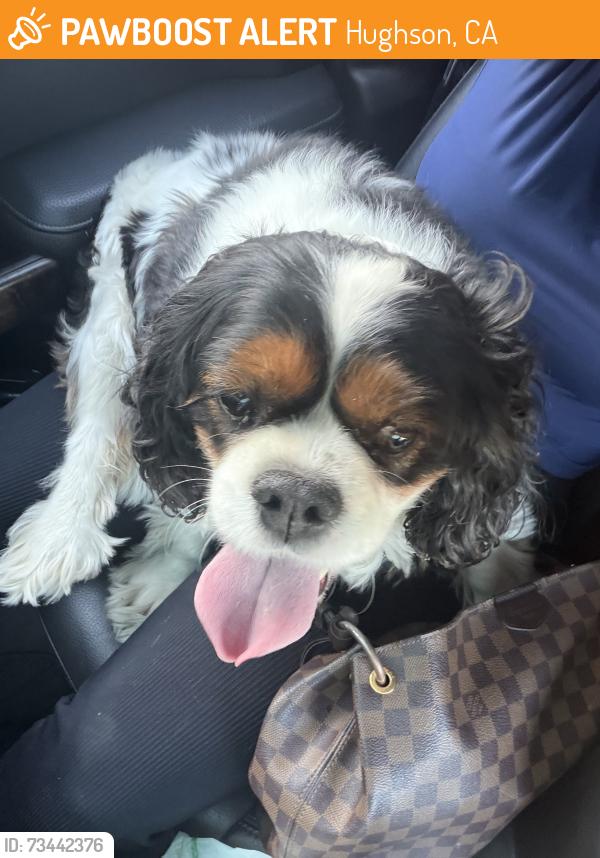 Found/Stray Unknown Dog last seen Whitmore and Euclid, Hughson, CA 95326