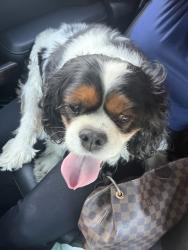 Found/Stray Unknown Dog last seen Whitmore and Euclid, Hughson, CA 95326