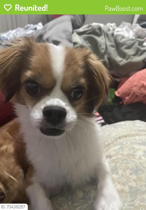 Reunited Male Dog last seen Alma school and Medina, Mesa, AZ 85202