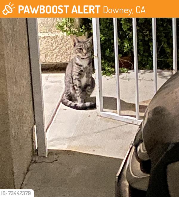 Found/Stray Unknown Cat last seen priscilla st and columbia way, Downey, CA 90242