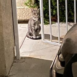 Found/Stray Unknown Cat last seen priscilla st and columbia way, Downey, CA 90242