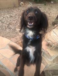 Reunited Male Dog last seen 36th way E Hearn rd (posted on the neighborhood app) (left his hse on 40th st and thunderbird by fry’s), Phoenix, AZ 85032