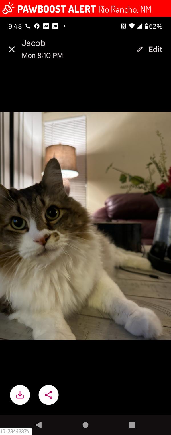 Lost Male Cat last seen Pine and Lil Ave NE, Rio Rancho, NM 87144