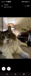 Lost Male Cat last seen Pine and Lil Ave NE, Rio Rancho, NM 87144