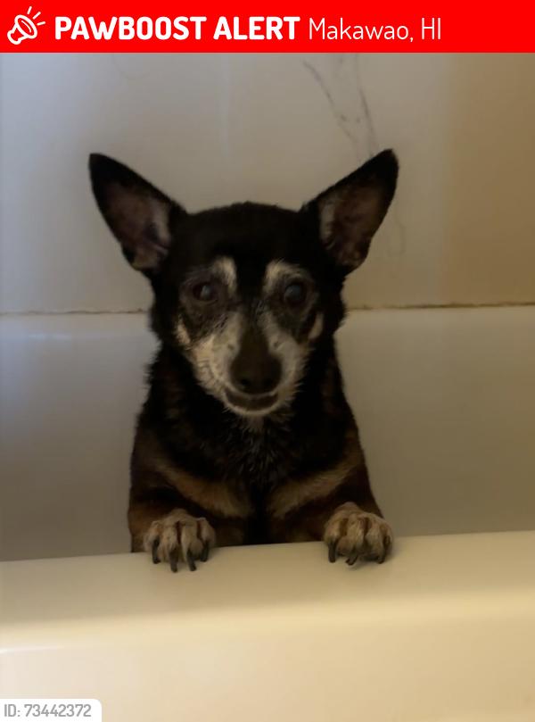 Lost Female Dog last seen Pukalani superette, Makawao, HI 96768