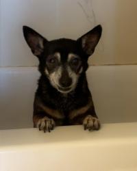 Lost Female Dog last seen Pukalani superette, Makawao, HI 96768