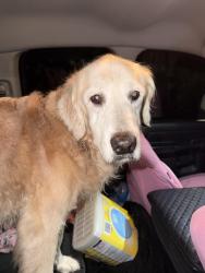 Reunited Unknown Dog last seen Park Plaza, La Mesa, CA 91942