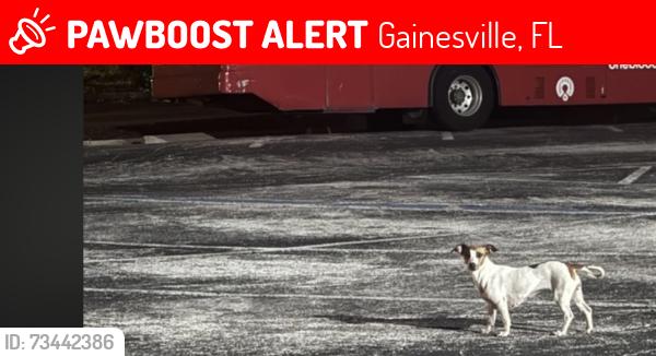 Lost Female Dog last seen The Oaks Mall, Gainesville, FL 32605