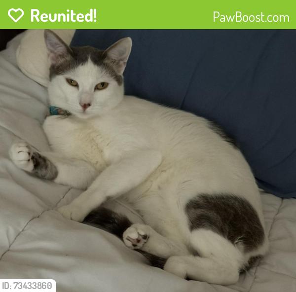 Reunited Female Cat last seen Devon Ave, Pleasant Hill, CA, 94523, Pleasant Hill, CA 94523