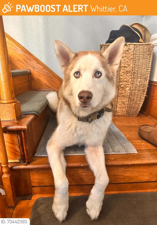 Found/Stray Male Dog last seen Camilla St, Whittier, CA 90601, USA, Whittier, CA 90601