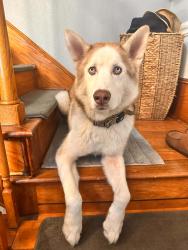 Found/Stray Male Dog last seen Camilla St, Whittier, CA 90601, USA, Whittier, CA 90601