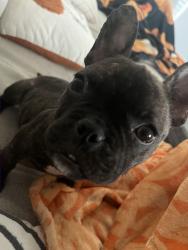 Lost Female Dog last seen Paseo de este, Horizon City, TX 79928