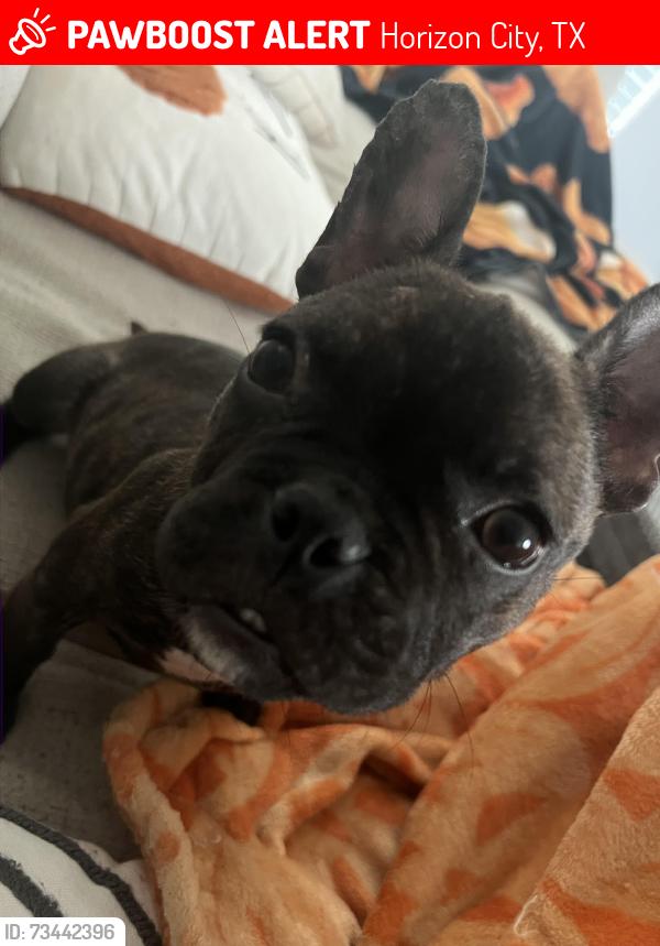 Lost Female Dog last seen Paseo de este, Horizon City, TX 79928