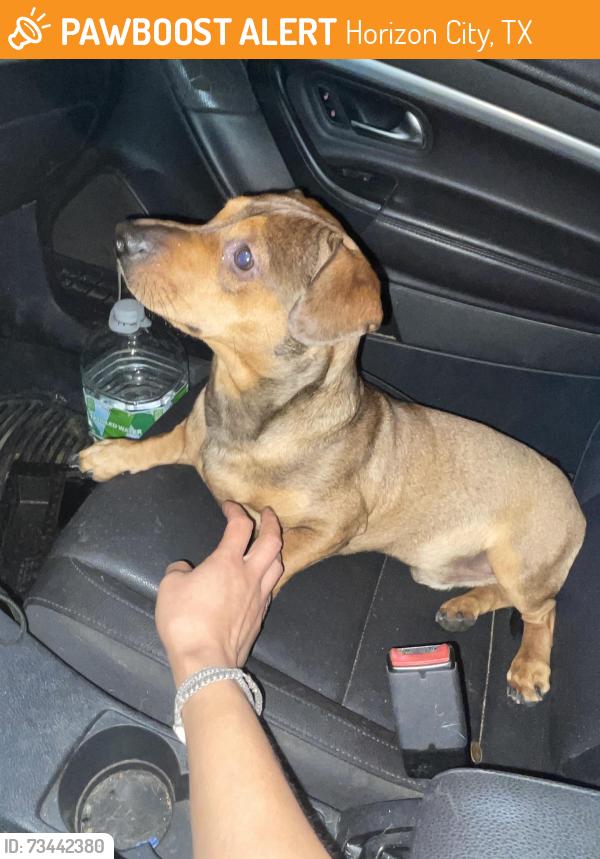 Found/Stray Male Dog last seen Canario Dr, Horizon City, TX 79928