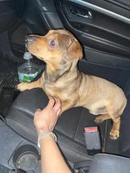 Found/Stray Male Dog last seen Canario Dr, Horizon City, TX 79928