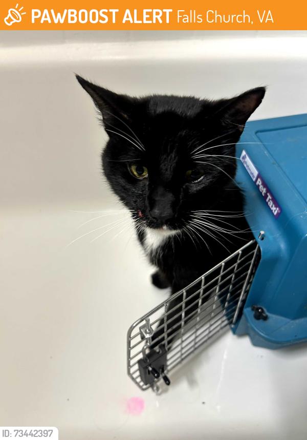 Found/Stray Female Cat last seen Parking Lot near Leesburg Pike and Seven Corners, Falls Church, VA 22044