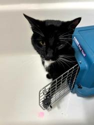 Found/Stray Female Cat last seen Parking Lot near Leesburg Pike and Seven Corners, Falls Church, VA 22044