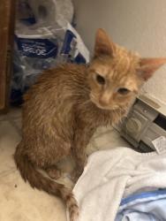 Reunited Female Cat last seen sullivan arena, Anchorage, AK 99501