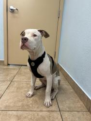 Found/Stray Male Dog last seen 19th Ave & Indian School, Phoenix, AZ 85015