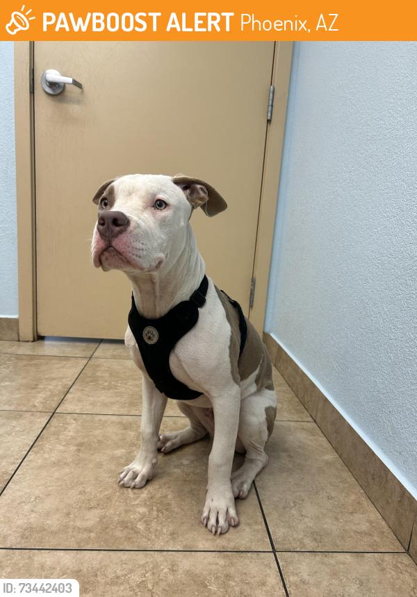 Found/Stray Male Dog last seen 19th Ave & Indian School, Phoenix, AZ 85015
