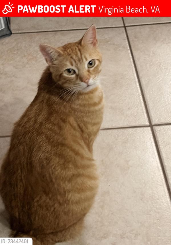 Lost Male Cat last seen Albright drive, Virginia Beach, VA 23464