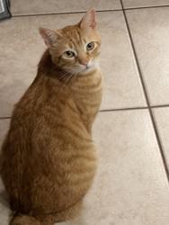 Lost Male Cat last seen Albright drive, Virginia Beach, VA 23464