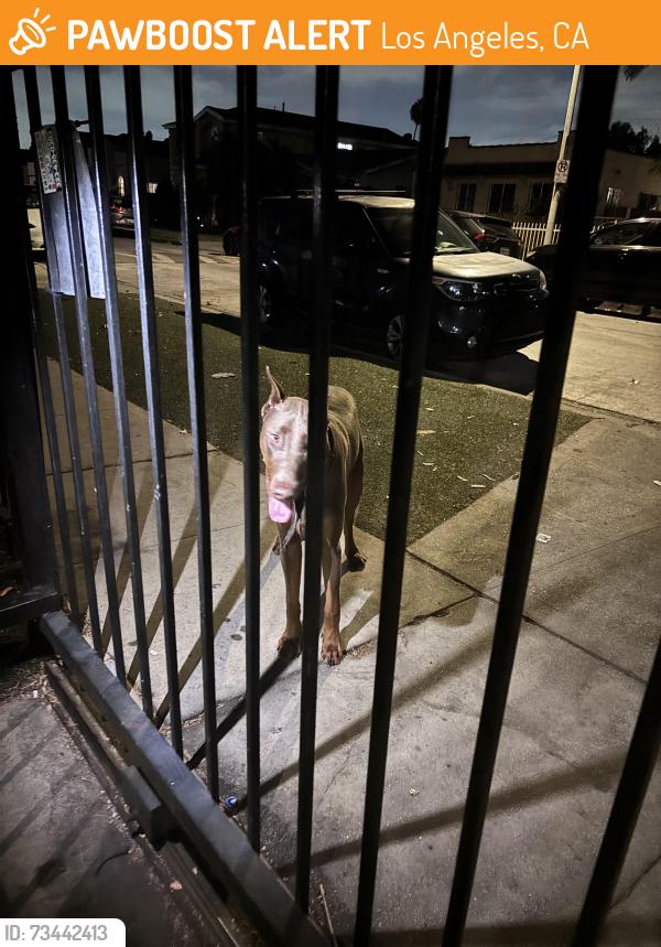 Found/Stray Unknown Dog last seen Central and avalon, Los Angeles, CA 90001