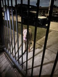 Found/Stray Unknown Dog last seen Central and avalon, Los Angeles, CA 90001