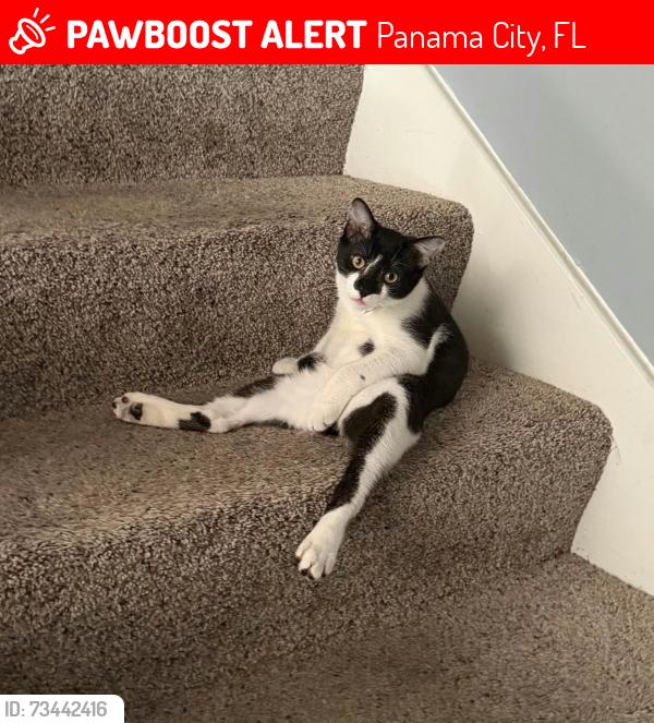 Lost Male Cat last seen Michigan Ave, Panama City, FL 32405
