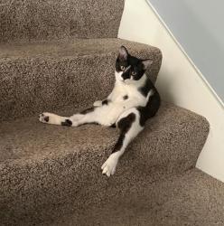 Lost Male Cat last seen Michigan Ave, Panama City, FL 32405
