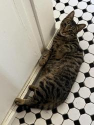 Lost Male Cat last seen 30th and Broadway / Golden Hill, San Diego, CA 92102