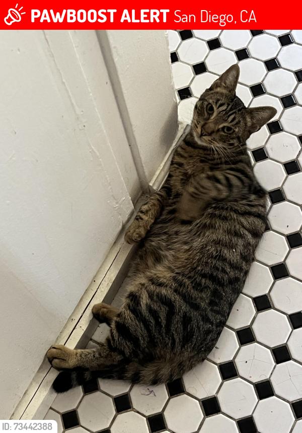 Lost Male Cat last seen 30th and Broadway / Golden Hill, San Diego, CA 92102