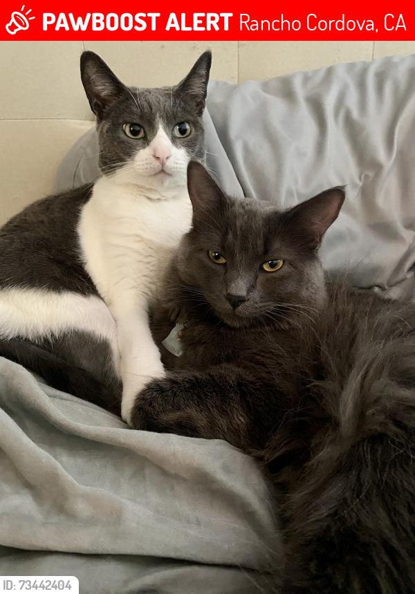 Lost Male Cat last seen Mills Ranch, Rancho Cordova, CA 95670