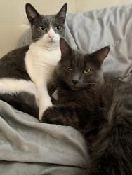 Lost Male Cat last seen Mills Ranch, Rancho Cordova, CA 95670