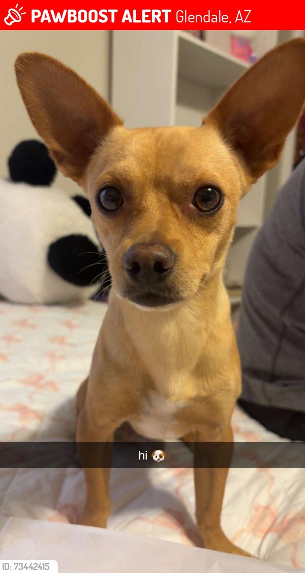 Lost Male Dog last seen Near N 69th Ave, Glendale, AZ 85303
