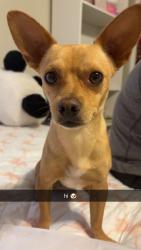 Lost Male Dog last seen Near N 69th Ave, Glendale, AZ 85303