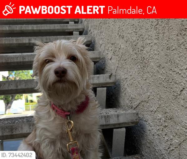 Lost Female Dog last seen Taco Bell - IN n OUT, Palmdale, CA 93550