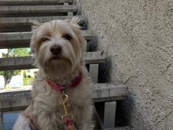 Lost Female Dog last seen Taco Bell - IN n OUT, Palmdale, CA 93550