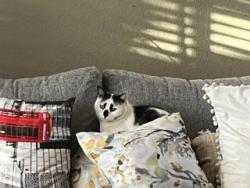 Reunited Male Cat last seen Sandpiper Ct., Moreno Valley, CA 92557