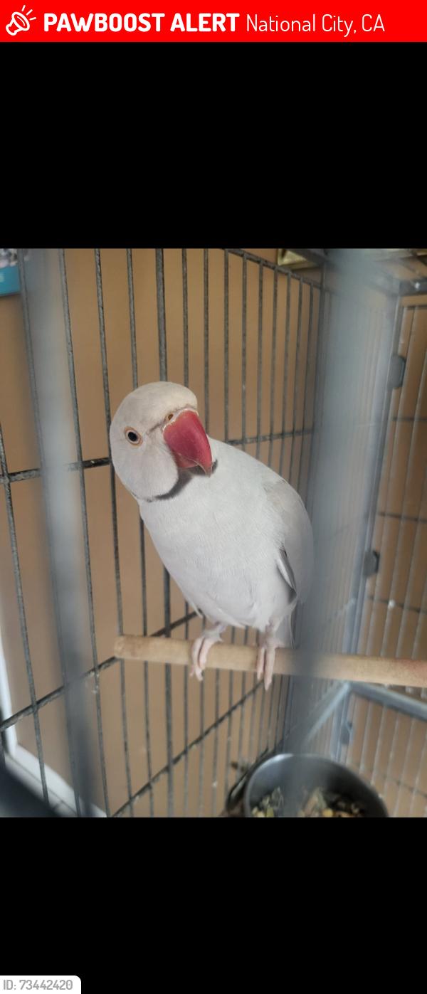 Lost Male Bird last seen Coolidge avenue and 16th street national city, National City, CA 91950