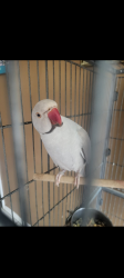 Lost Male Bird last seen Coolidge avenue and 16th street national city, National City, CA 91950
