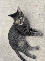 Lost Male Cat last seen cobbs hill, Lexington, SC 29073