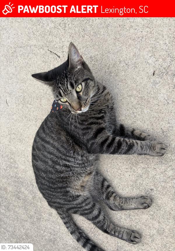 Lost Male Cat last seen cobbs hill, Lexington, SC 29073