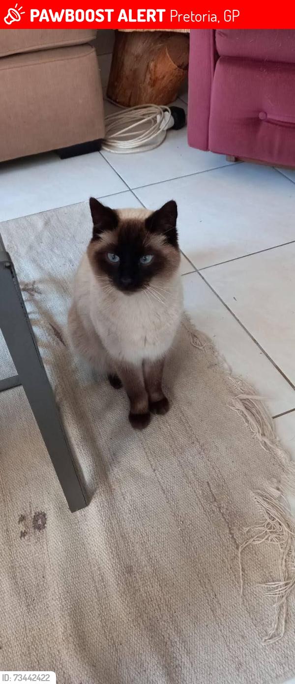 Lost Male Cat last seen Matroosberg Rd, Waterkloof Heights, Pretoria, GP 0181