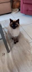 Lost Male Cat last seen Matroosberg Rd, Waterkloof Heights, Pretoria, GP 0181