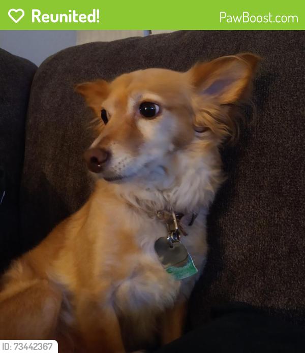 Reunited Female Dog last seen Springer Creek Trail, Roman Forest, TX 77357