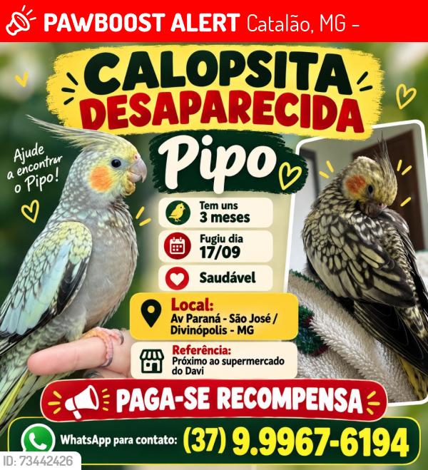 Lost Male Bird last seen Avenida Paraná 3240, Catalão, MG 35501-170