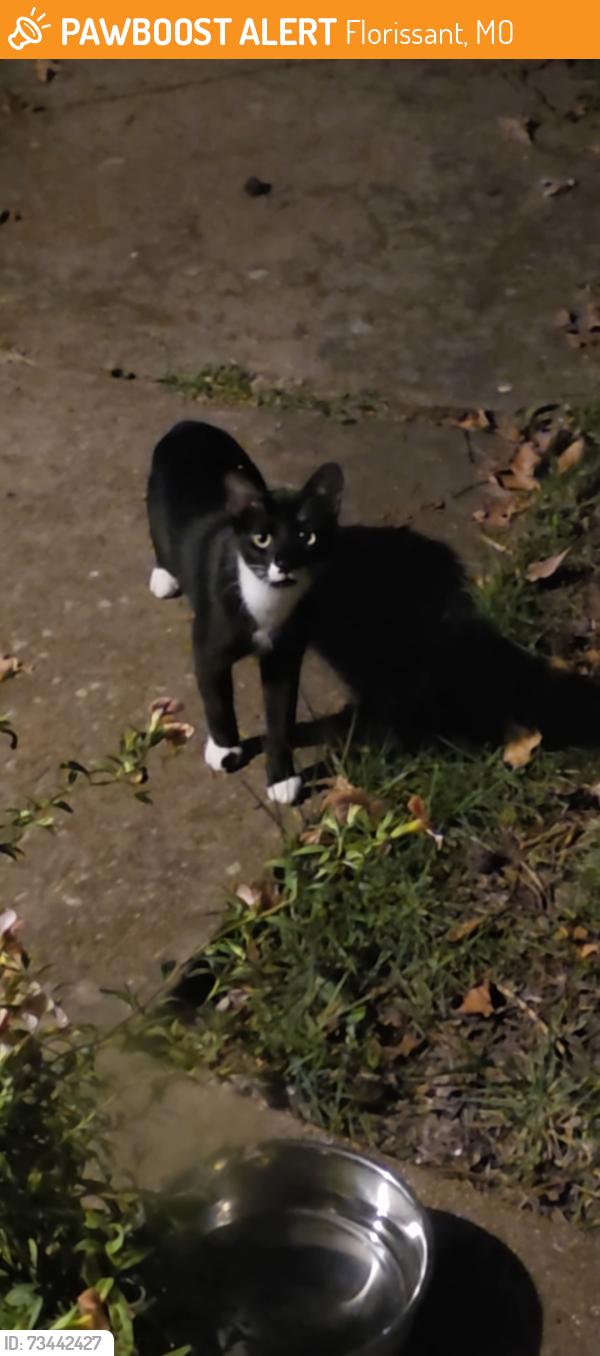 Found/Stray Unknown Cat last seen Derhake & Duquette, Florissant, MO 63033