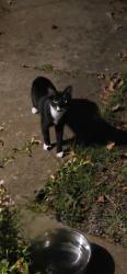 Found/Stray Unknown Cat last seen Derhake & Duquette, Florissant, MO 63033